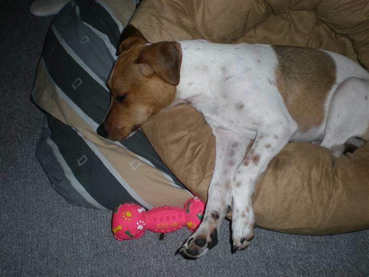 Dansk svensk gaardhund Tyson Solgt billede 4