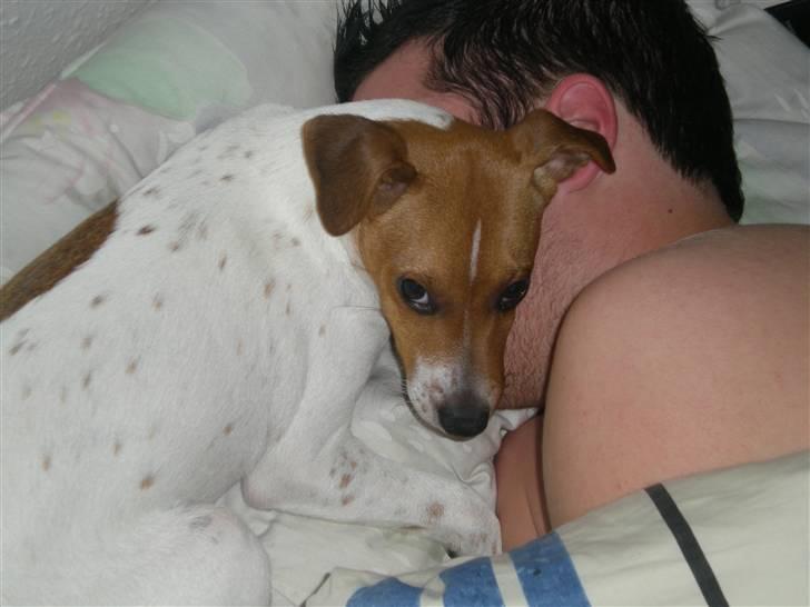 Dansk svensk gaardhund Tyson Solgt billede 5