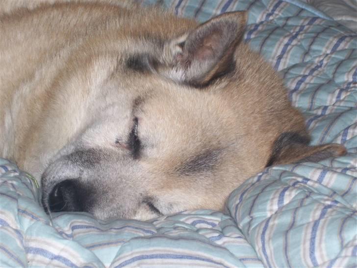 Norsk buhund Frej - Her må man godt ligge, når man lige er fyldt 15 år billede 7