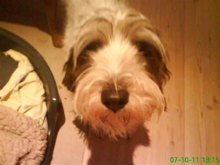 Petit basset griffon wendéen Petit Heroes Bitter Sweet - Stella/Delle billede 6