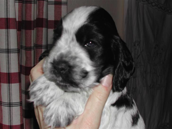 Cocker spaniel pluto - her er pluto som hvalp  billede 9