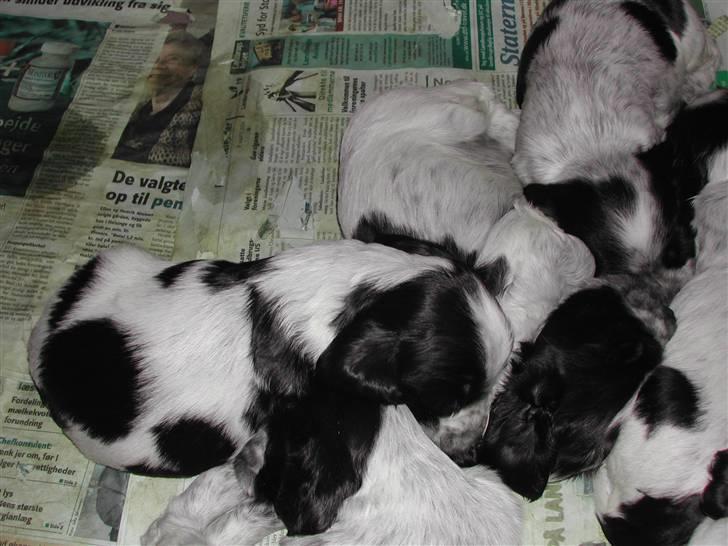 Cocker spaniel pluto - pluto og hans søskende billede 10