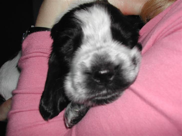 Cocker spaniel pluto - godnat:) billede 11