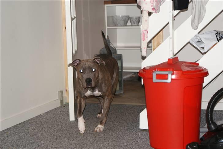 Amerikansk staffordshire terrier Chica - mig billede 2