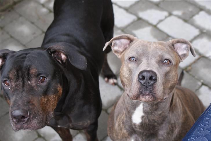 Amerikansk staffordshire terrier Chica billede 3