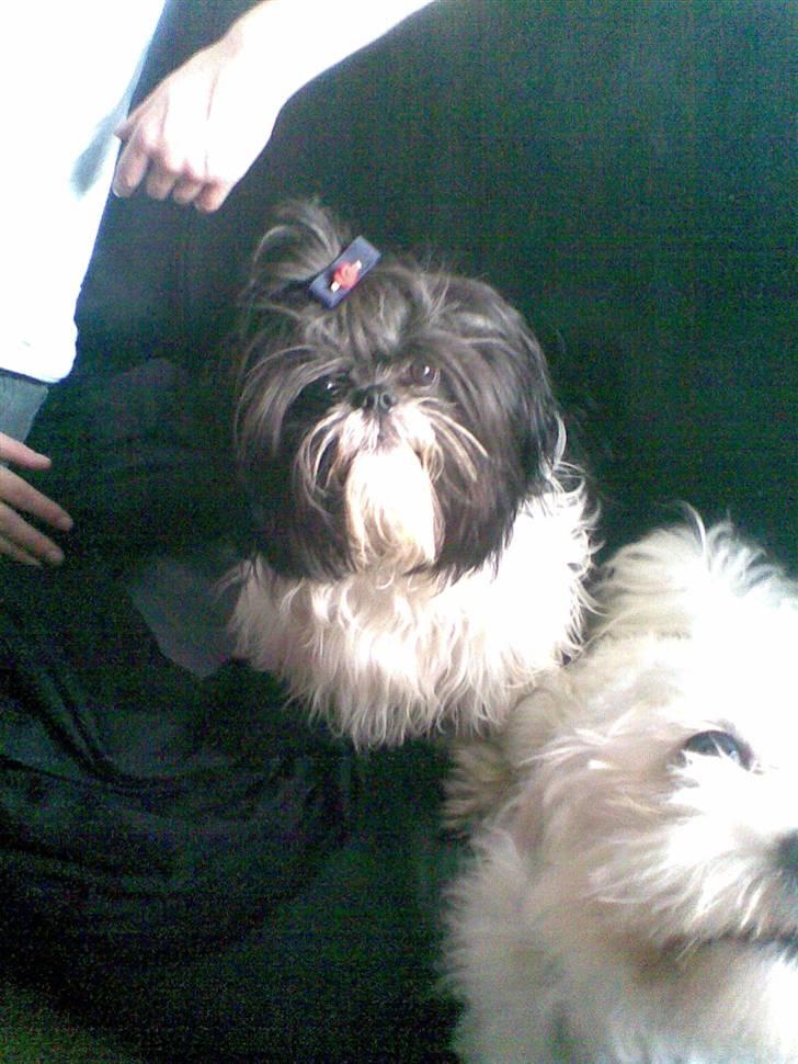 Shih tzu Monson - Her sidder jeg lige med min storebror :) Vi er lige på besøg hos vores onkel.. billede 10