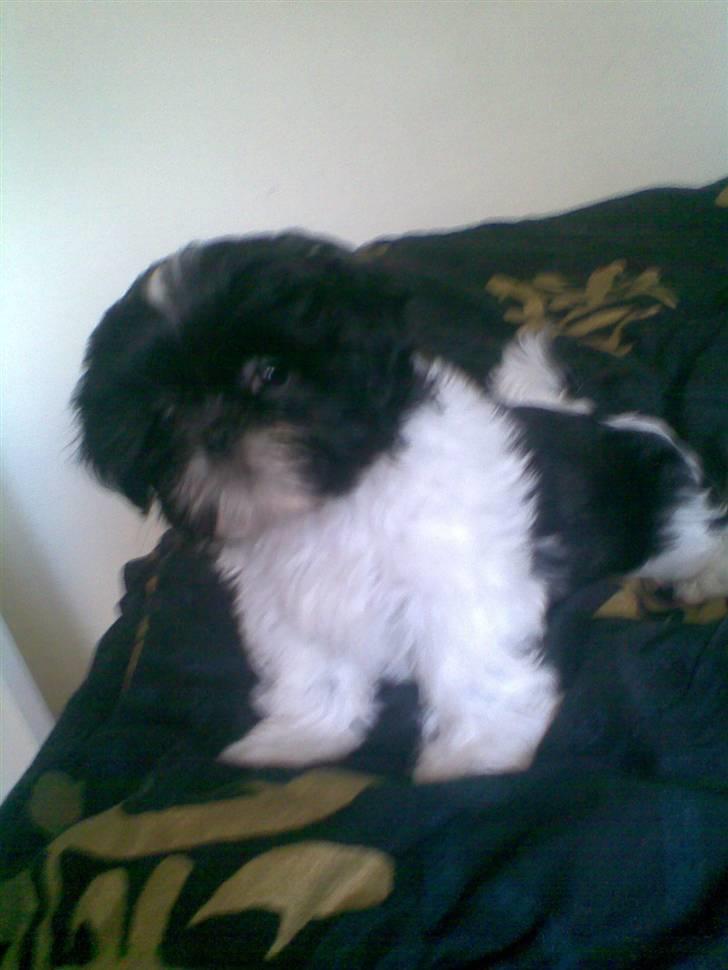 Shih tzu Monson billede 11