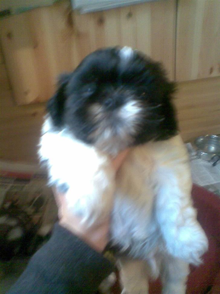 Shih tzu Monson billede 14