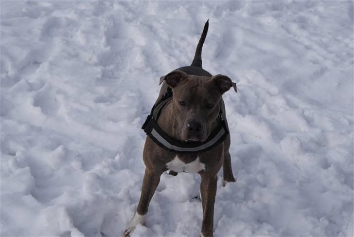 Amerikansk staffordshire terrier Chica - mig billede 4