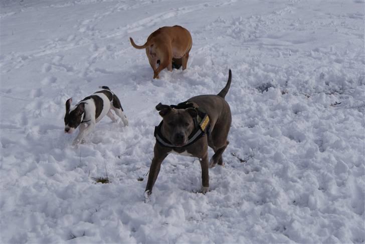 Amerikansk staffordshire terrier Chica - sammen med mine søstre billede 5