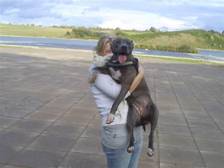 Amerikansk staffordshire terrier Chica - sammen med mor billede 6