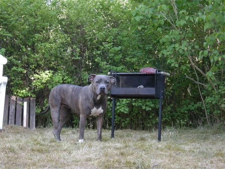 Amerikansk staffordshire terrier Chica - passer på aftensmaden billede 7