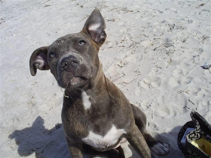Amerikansk staffordshire terrier Chica - på stranden billede 8