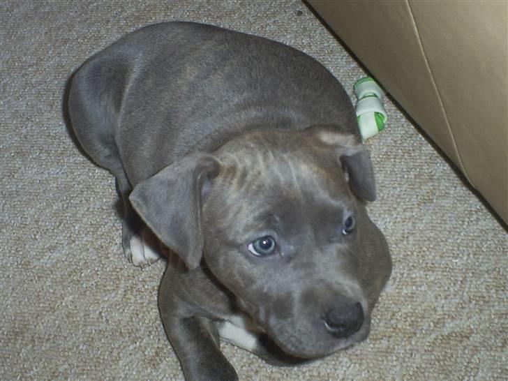 Amerikansk staffordshire terrier Chica - mig som lille hvalp billede 9