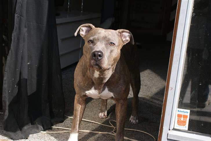 Amerikansk staffordshire terrier Chica billede 10