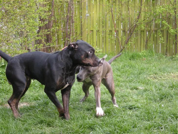 Amerikansk staffordshire terrier Chica - bokser billede 11