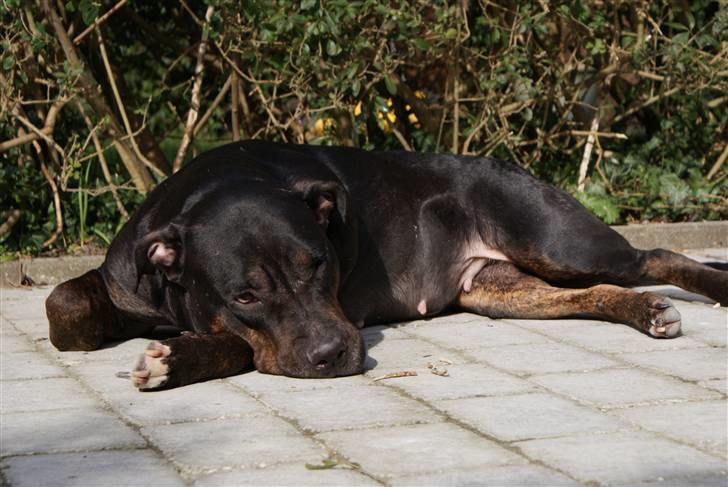 Blanding af racer Bella R.I.P. - smukke mig billede 1