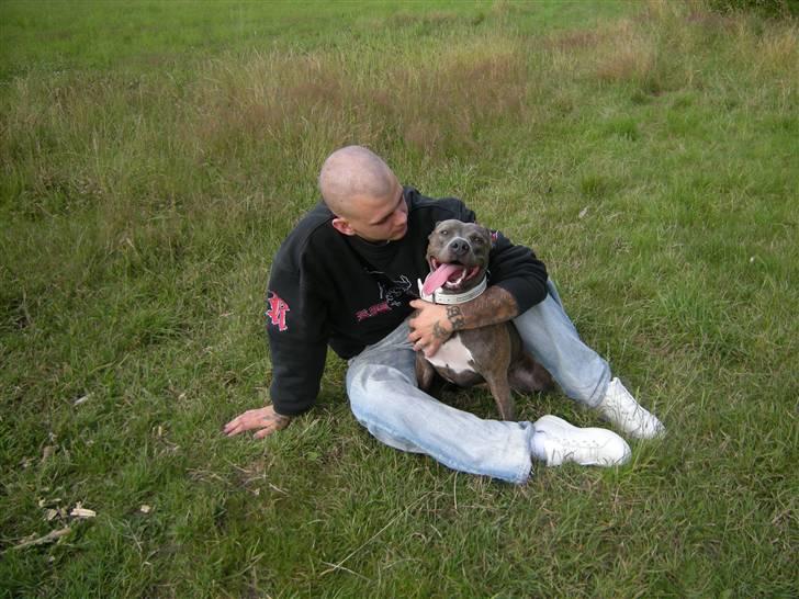 Amerikansk staffordshire terrier Chica - sammen med far billede 12