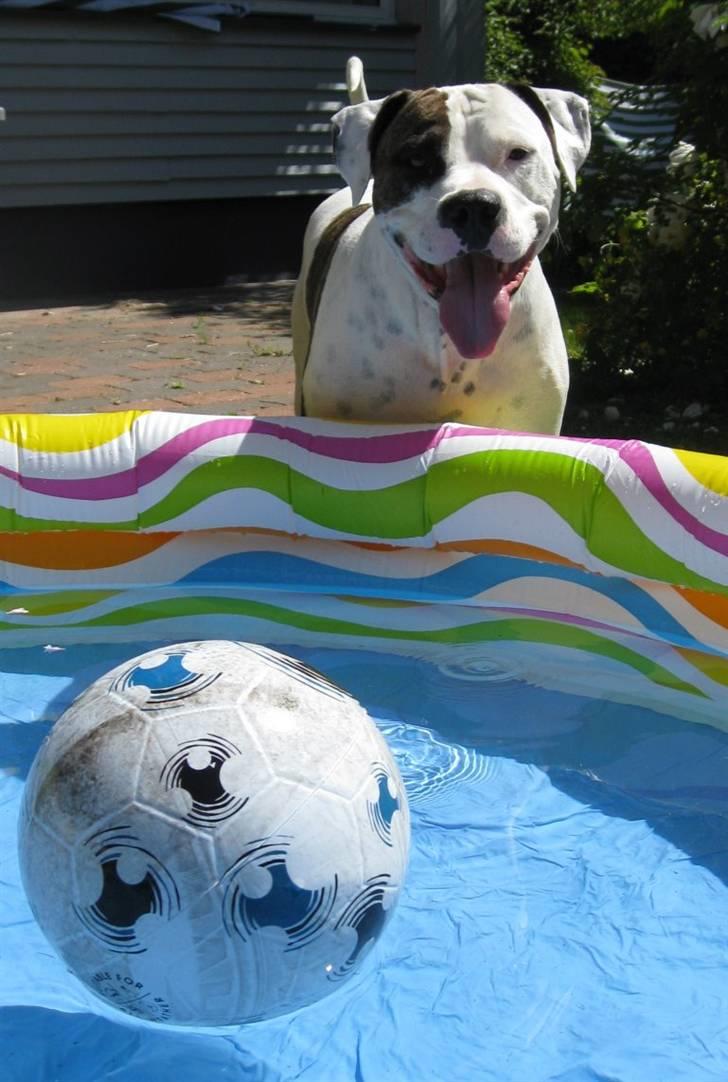 Amerikansk staffordshire terrier Charlie - Charlie ved badebasinet billede 1