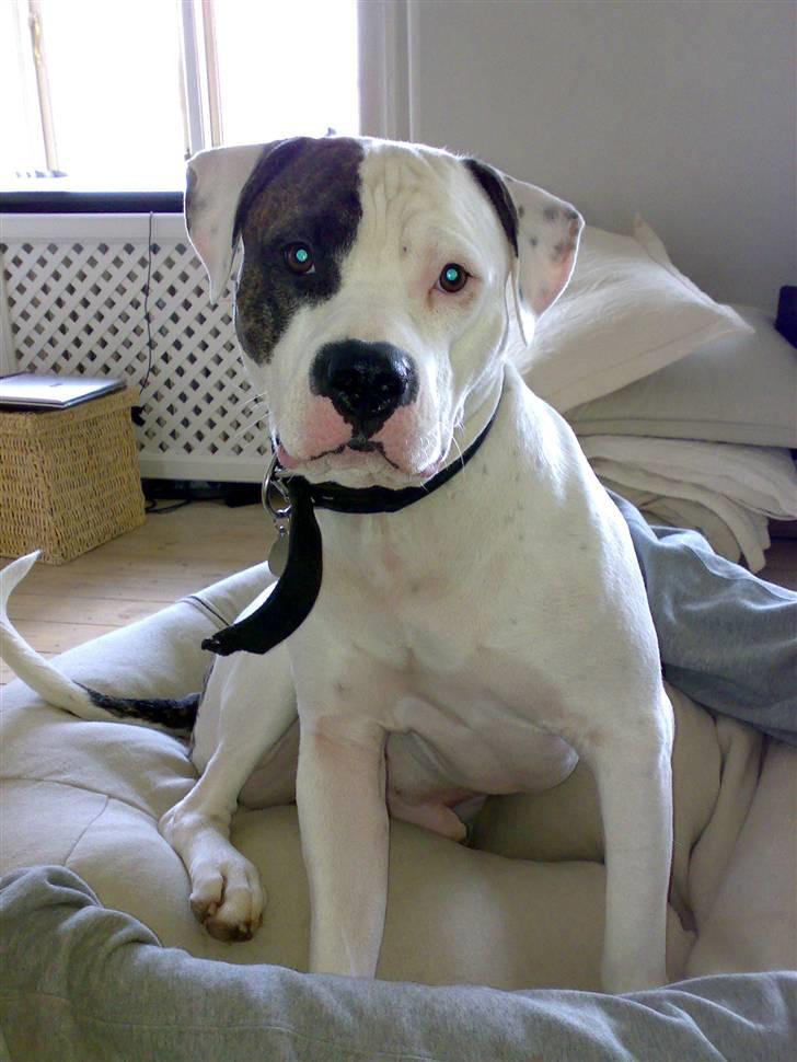 Amerikansk staffordshire terrier Charlie - Her er han ikke så gammel, men en rigtig charmer billede 2