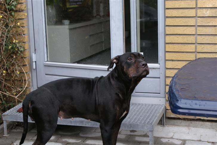 Blanding af racer Bella R.I.P. billede 3