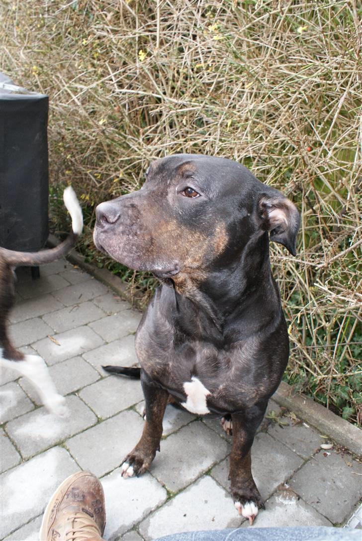 Blanding af racer Bella R.I.P. billede 4