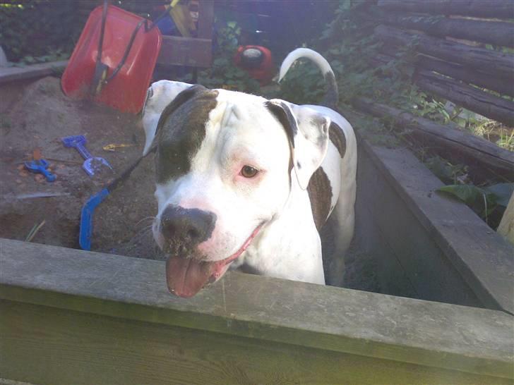 Amerikansk staffordshire terrier Charlie - iiiihj det er skønt at grave i sandkasse billede 3
