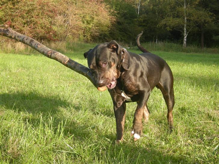 Blanding af racer Bella R.I.P. - mig billede 5