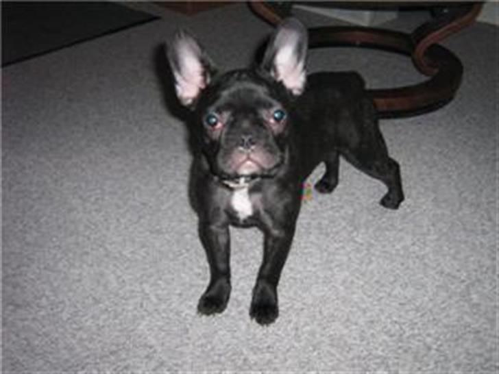Fransk bulldog Vicky - R.I.P :-( billede 7