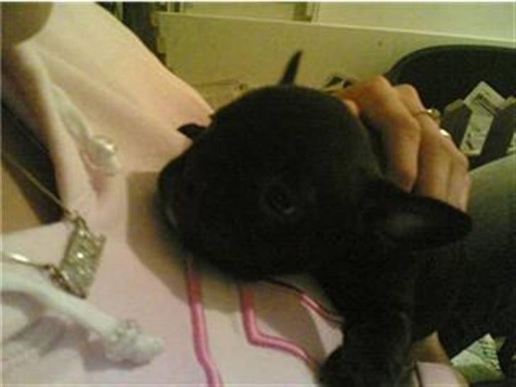 Fransk bulldog Vicky - R.I.P :-( billede 8