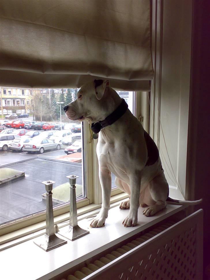 Amerikansk staffordshire terrier Charlie - charlie som vindueshund billede 4