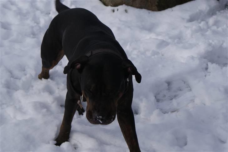 Blanding af racer Bella R.I.P. billede 6