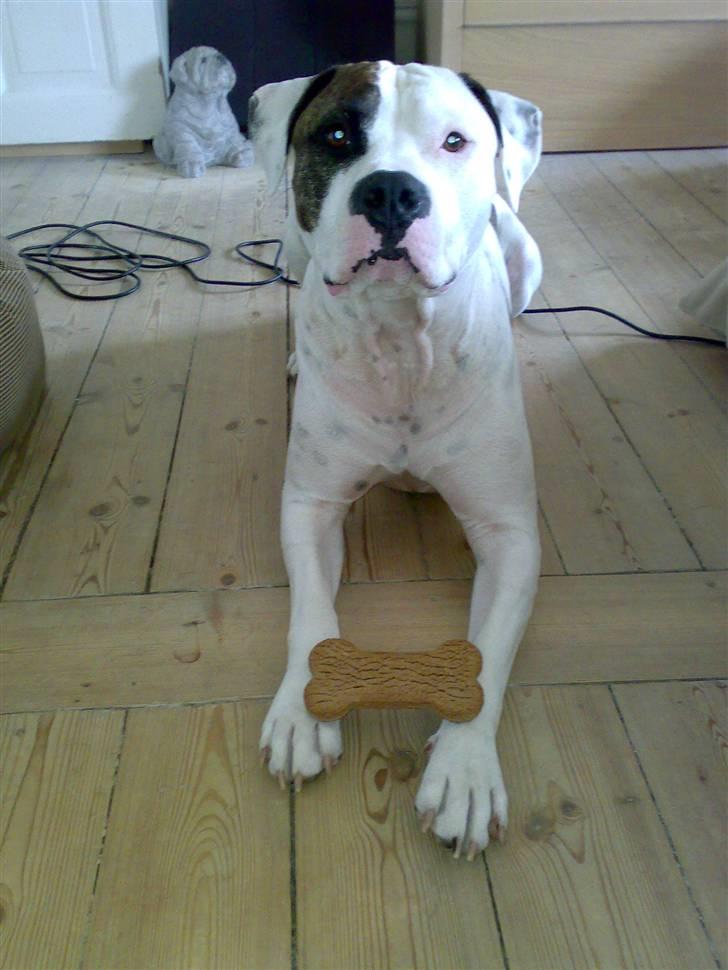 Amerikansk staffordshire terrier Charlie - til min fødselsdag billede 5