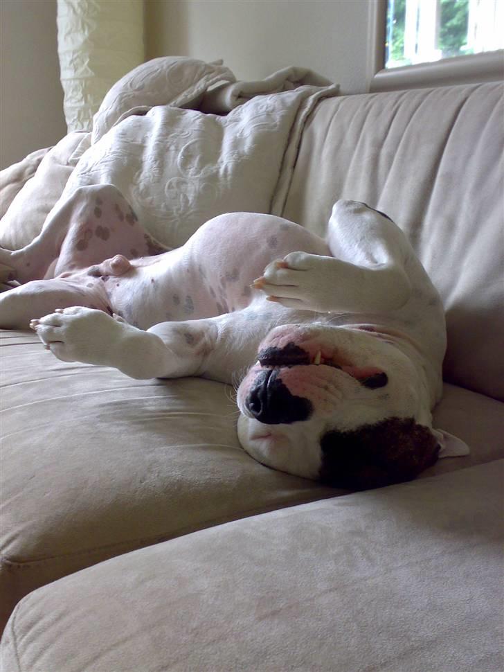 Amerikansk staffordshire terrier Charlie - ishuset er den vej billede 6