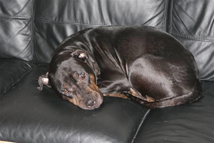 Blanding af racer Bella R.I.P. - slapper billede 8