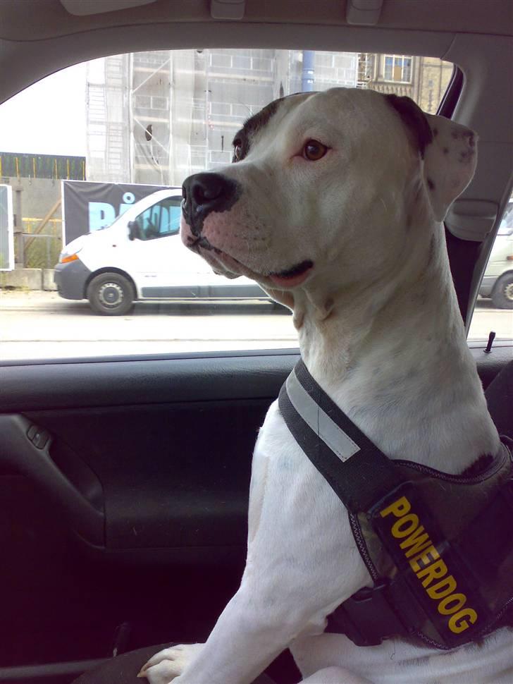 Amerikansk staffordshire terrier Charlie - charlie nyder at være med ude og køre billede 7