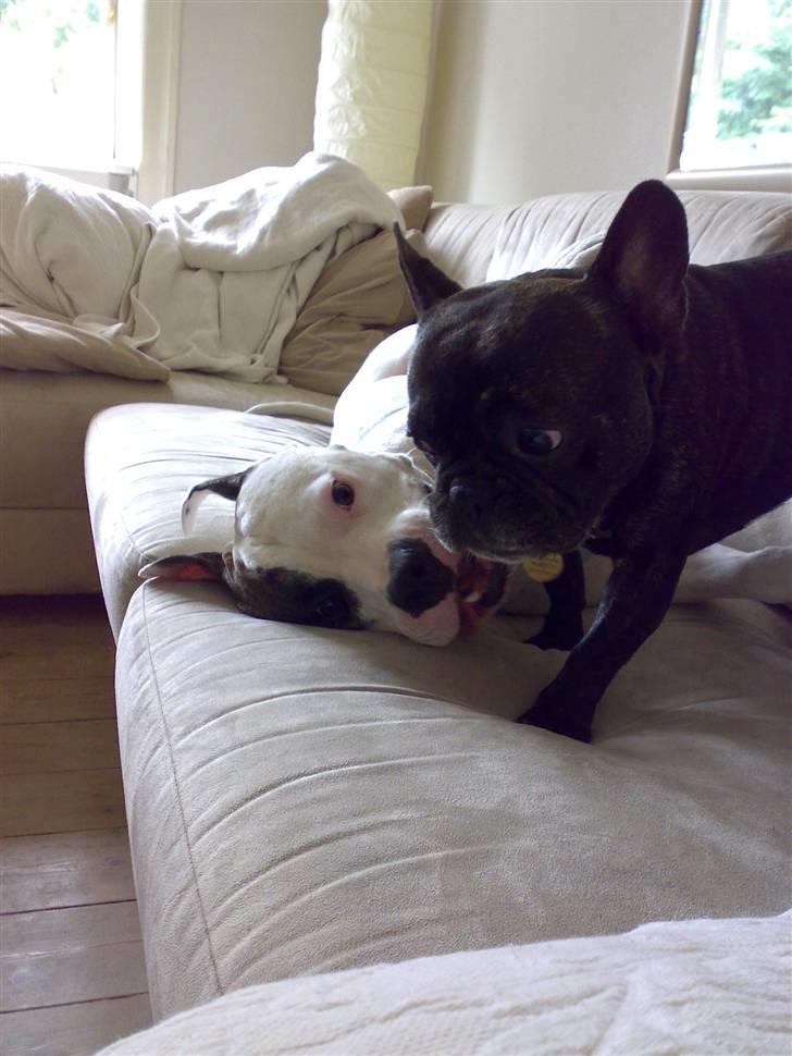 Amerikansk staffordshire terrier Charlie - mig og min "lillebror" billede 8