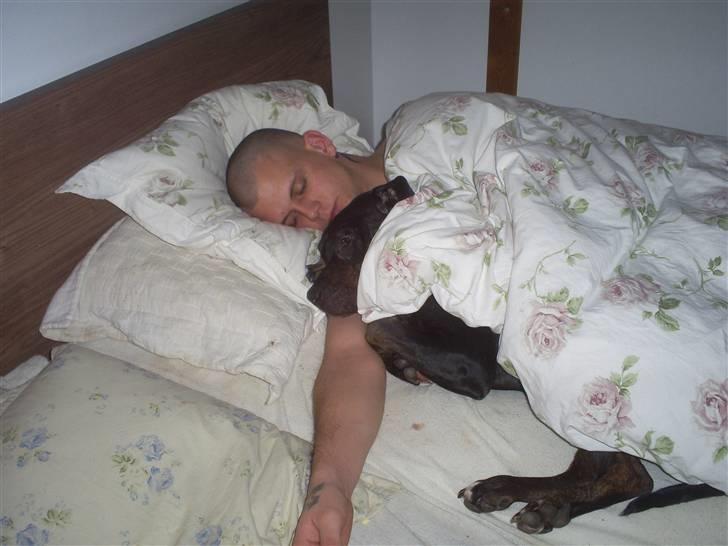 Blanding af racer Bella R.I.P. - sådan sov de hver dag ligegyldigt hvor varmt eller koldt der var billede 10