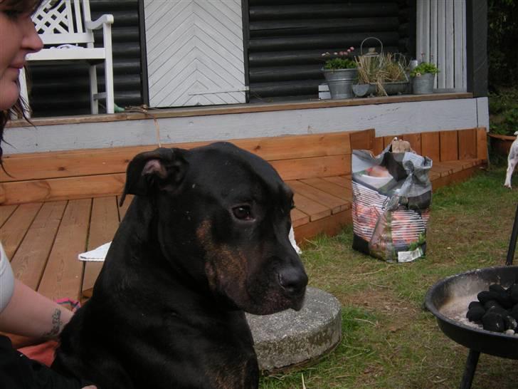 Blanding af racer Bella R.I.P. - mig billede 11