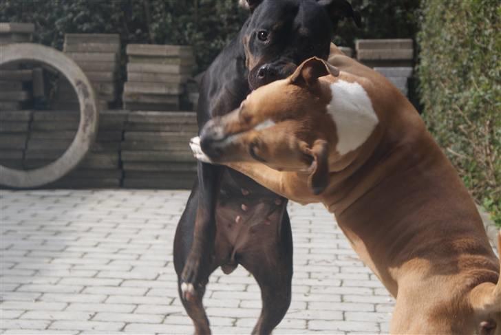 Blanding af racer Bella R.I.P. billede 13