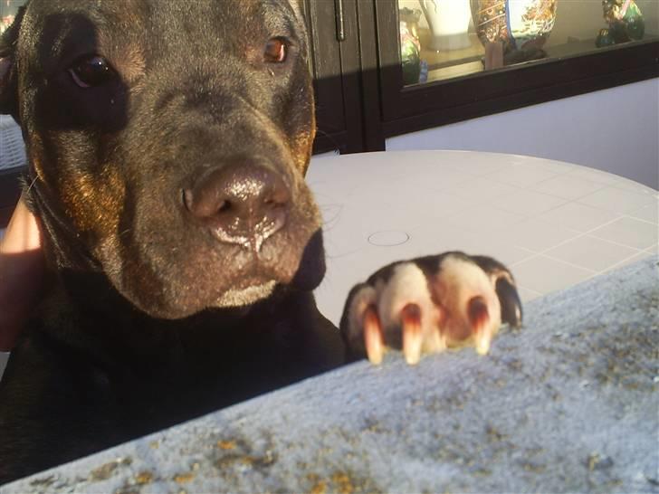 Blanding af racer Bella R.I.P. - kigger ud på plænen billede 14