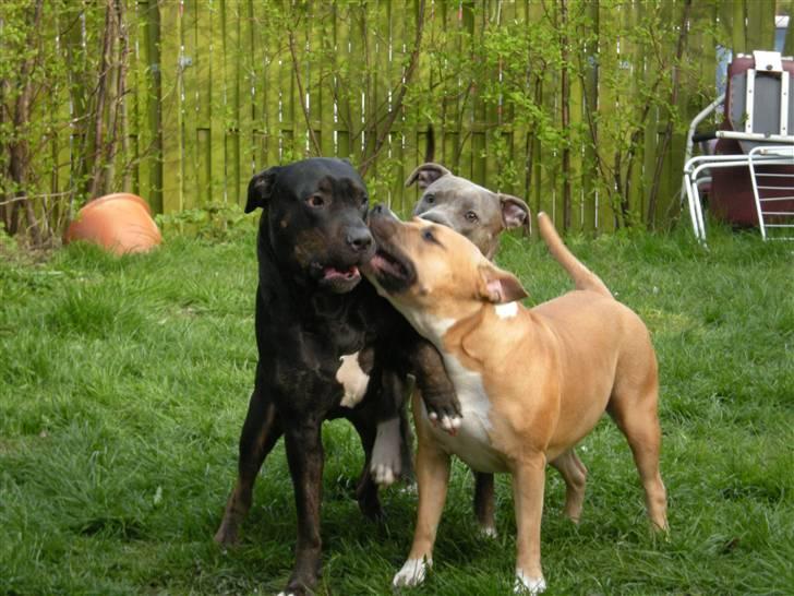 Blanding af racer Bella R.I.P. - leger billede 15