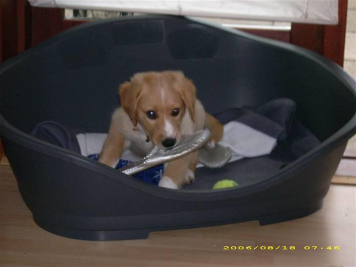 Blanding af racer Buller.... - årh de her sko smager bare sååå godt... billede 9