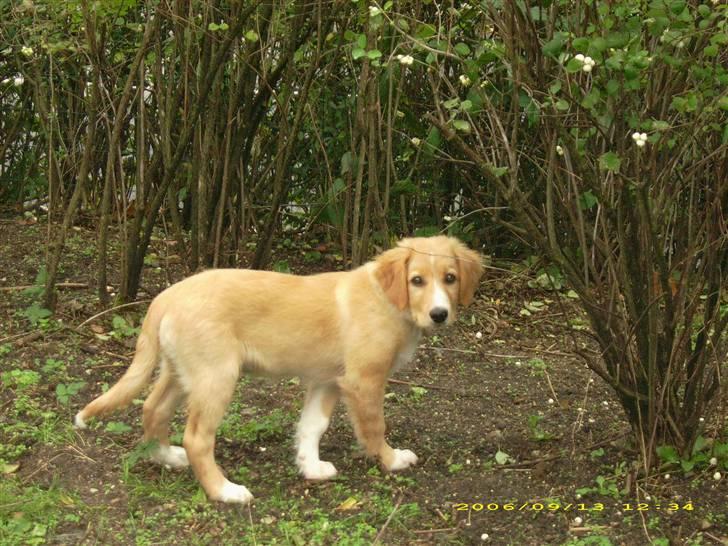 Blanding af racer Buller.... - Se lige mig!... billede 10