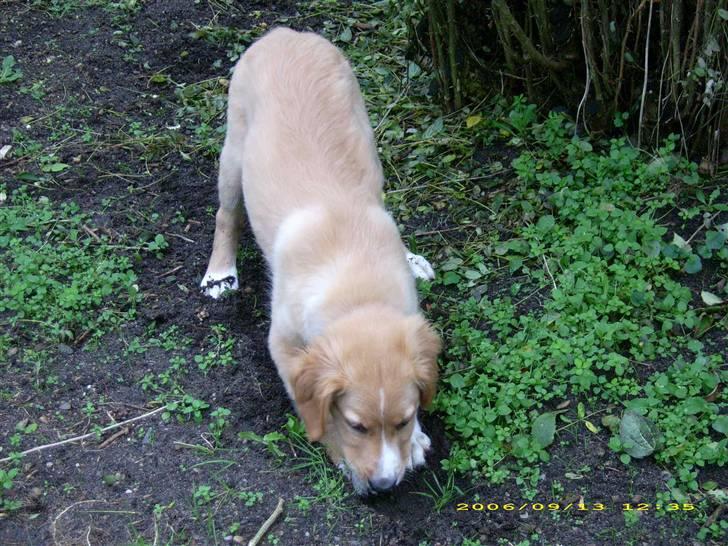 Blanding af racer Buller.... - jeg graver bare VERDENS støreste hul nogensinde... billede 11