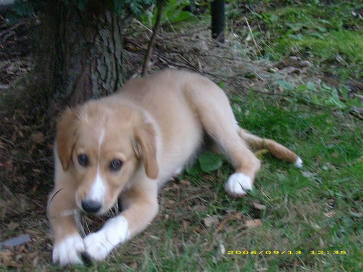 Blanding af racer Buller.... - er jeg ikk bare søød billede 12