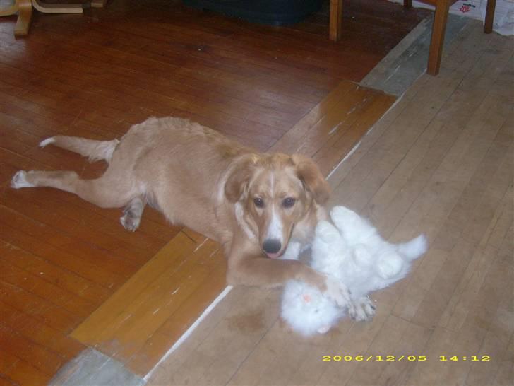 Blanding af racer Buller.... - Her ser man mig og mit tyggedyr... billede 13