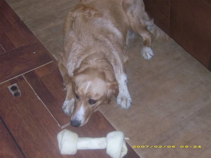 Blanding af racer Buller.... - Må jeg ikk godt må det... billede 14