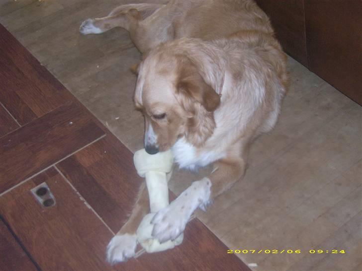 Blanding af racer Buller.... - Jaaaa, jeg fik det... billede 15