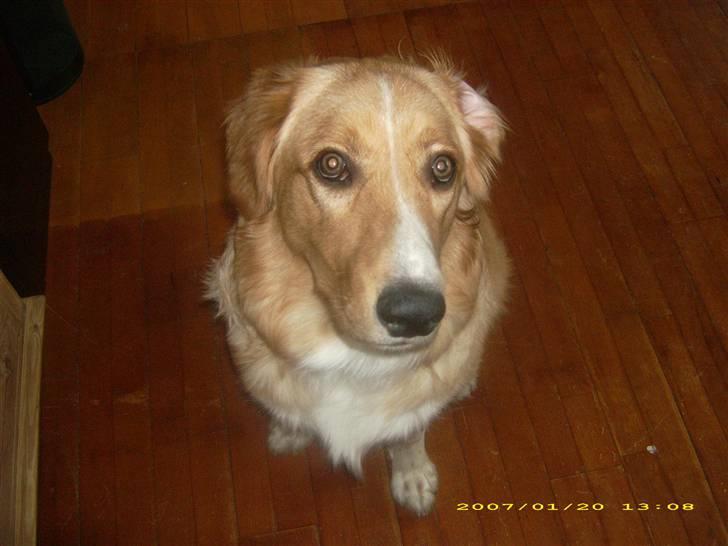 Blanding af racer Buller.... - sommer 2006 billede 16